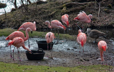 Chilean Flamingo IMG_1688.jpg