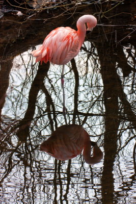 Chilean Flamingo IMG_1706.jpg