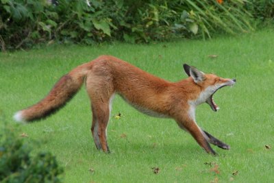 fox_in_the_garden