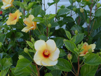 DSC00741.JPG