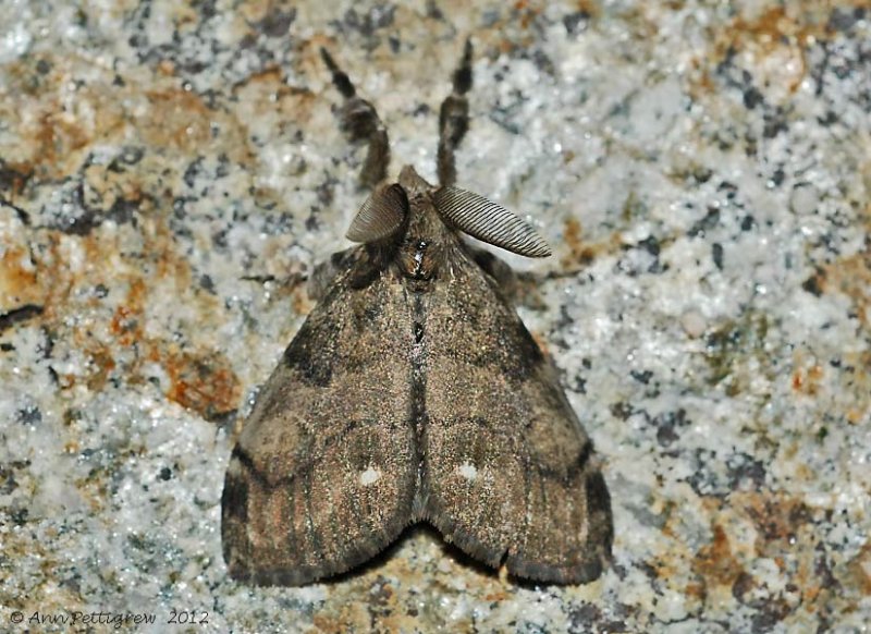 White-marked-Tussock-Moth-(Orgyia-leucostigma)---23-Oct-2012---0075.jpg