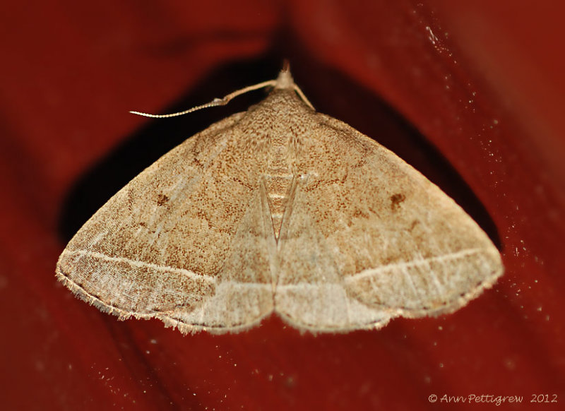 Moth-sp.----6-Sept-2012---0505.jpg