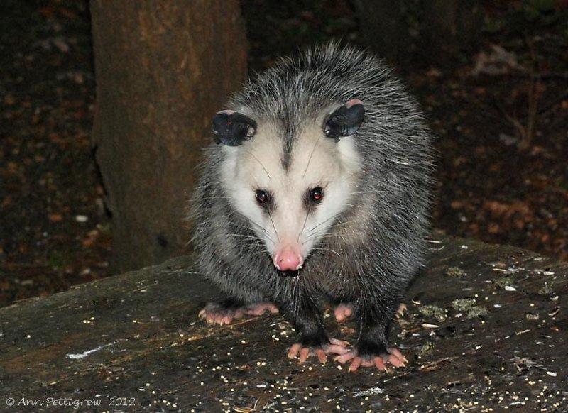 Opossum - 0088.jpg