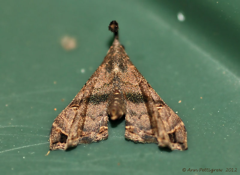 Faint-spotted-Palthis-(Palthis-asopialis)-31-Aug-2012---0367.jpg