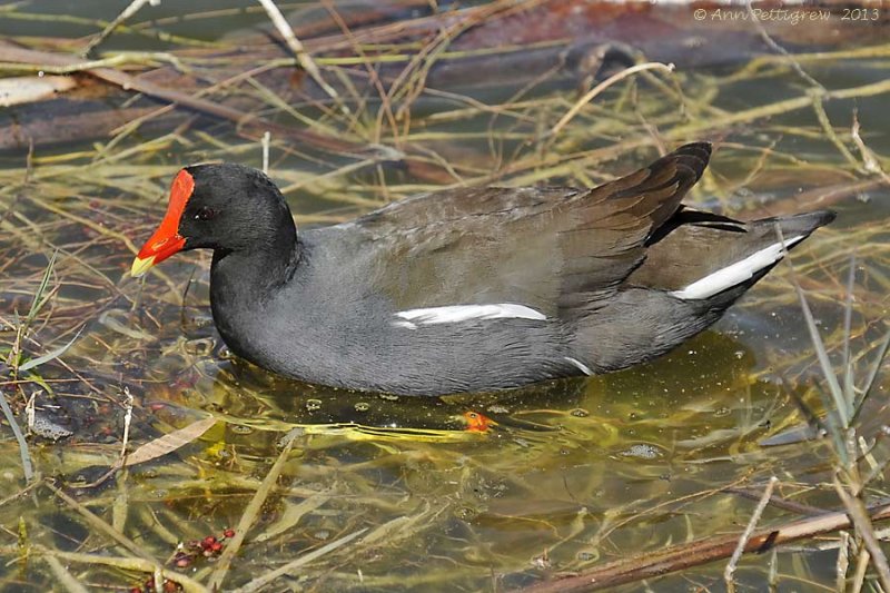 Common Moorhen