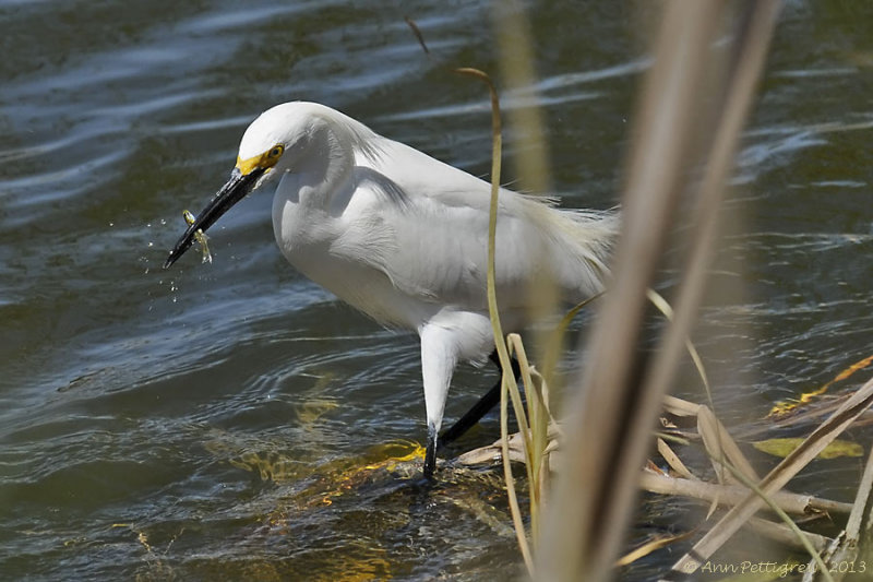 Snowy Egret