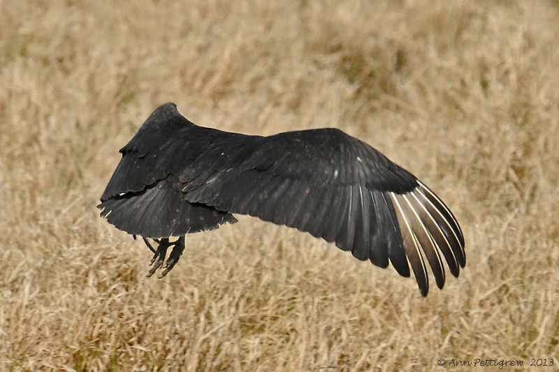 Black Vulture