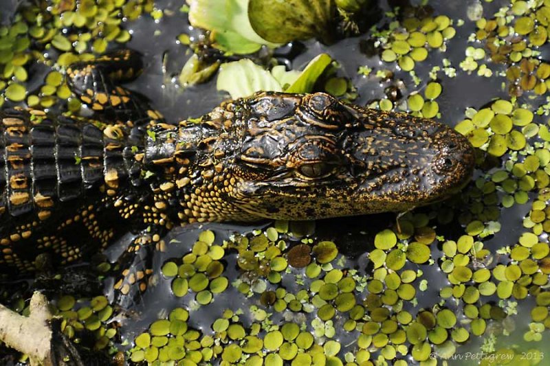 American Alligator