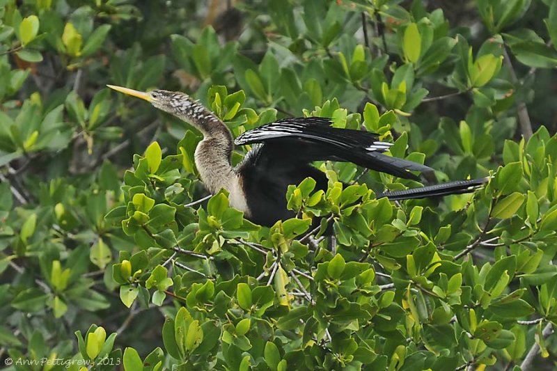 Anhinga