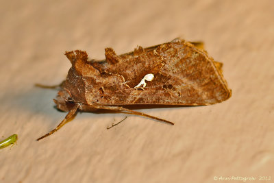 Common-Looper-Moth---0107.jpg