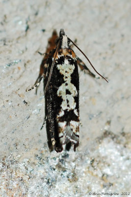 Filigreed Chimoptesis Moth (Chimoptesis Pennsylvaniana---Mar-12---0016.jpg