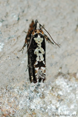 Filigreed Chimoptesis Moth (Chimoptesis Pennsylvaniana---Mar-12---0017.jpg