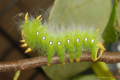 Imperial-Moth-Caterpillar-(Eacles-imperialis)---0021.jpg