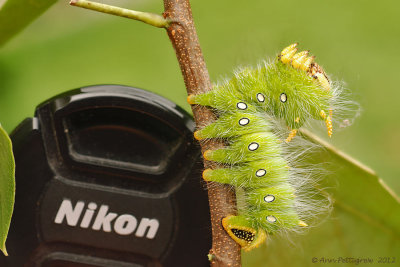 Imperial-Moth-Caterpillar-(Eacles-imperialis)---0039.jpg
