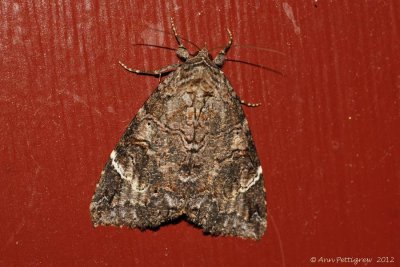 Locust-Underwing-(Euparthenos-nubilis)---0005.jpg