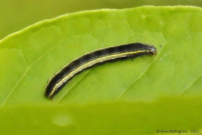 Yellow-striped Armyworm (Spodoptera ornithogalli)-0728.jpg