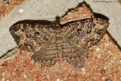 Barberry-Geometer-(Coryphista-meadii)---0110.jpg