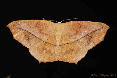 Large-Maple-Spanworm-(Prochoerodes-lineola)---0012.jpg