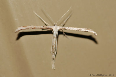 Morning-glory Plume Moth-0010.jpg