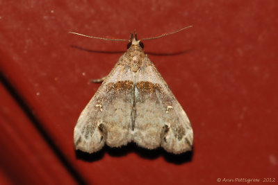 Ambiguous-Moth-(Lascoria-ambigualis)---0011.jpg
