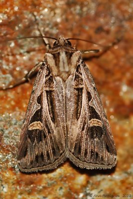 Dingy-Cutworm-(Feltia-jaculifera)---0153.jpg