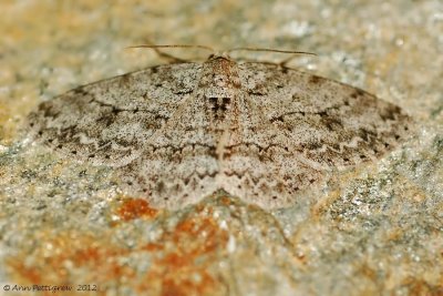 Small Engrailed -0156.jpg