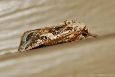 Yellow-striped-Armyworm-(Spodoptera-ornithogalli)---0010.jpg