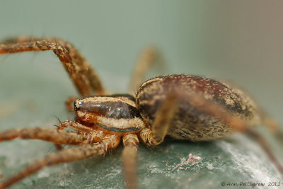 Grass Spider