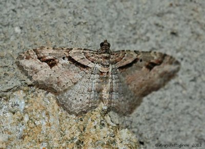 Bent-line-Carpet-(Costaconvesa-centrostrigaria)---23-Oct-2012---0073.jpg