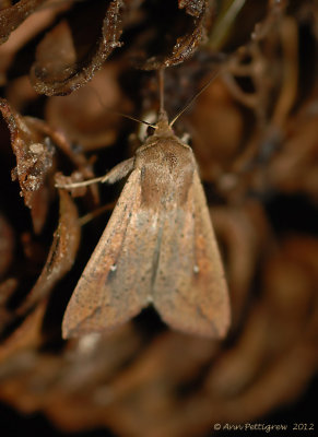 Armyworm Moth --0410.jpg