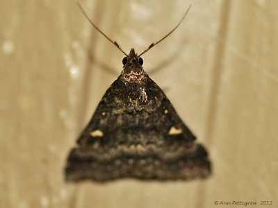 Smoky Tetanolita (Tetanolita mynesalis---0170.jpg