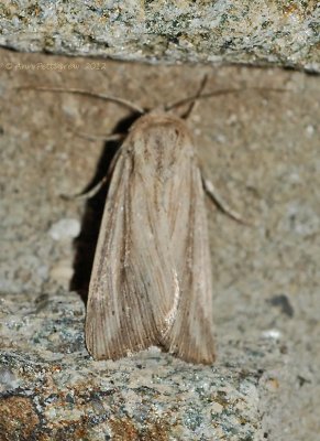 Leucania sp--0076.jpg