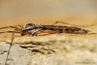 Crane Fly sp.