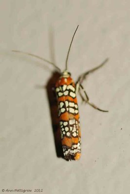 Ailanthus-Webworm-(Atteva-aurea)---12-Sept-2012---0082.jpg