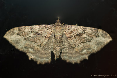 Barberry-Geometer-(Coryphista-meadii)--14-Sept-2012--0107.jpg