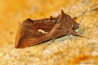 Celery-Looper-(Anagrapha-falcifera)---13-Sept-2012---0087.jpg