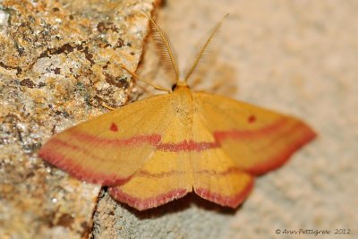 Chickweed-Geometer-(Haematopis-grataria)---15-Sept-2012---_0114.jpg