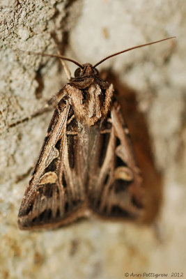 Dingy-Cutworm-(Feltia-jaculifera)---13-Sept-2012---0086.jpg