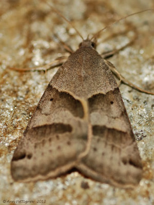 Forage-Looper-(Caenurgina-ercthtea)---16-Sept-2012---0119.jpg