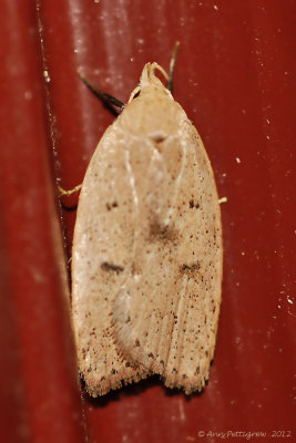 Gold-striped-Leaftier-(Machimia-tentoriferella)---14-Sept-2012--_0094.jpg