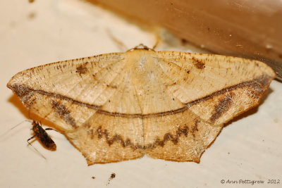 Large-Maple-Spanworm-(Prochoerodes-lineola)---12-Sept-2012---_0070.jpg