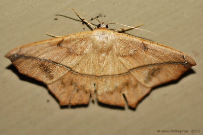 Large-Maple-Spanworm-(Prochoerodes-lineola)---12-Sept-2012---_0071.jpg
