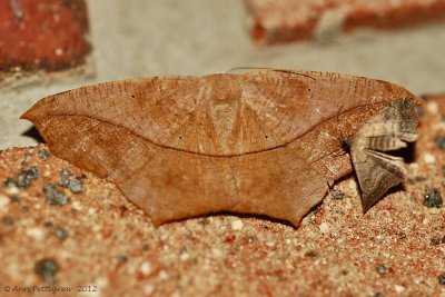 Large-Maple-Spanworm-(Prochoerodes-lineola)---13-Sept-2012---_0092.jpg