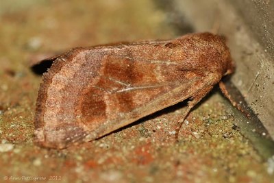 Bronzed Cutworm Moth--0121.jpg