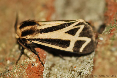 Tiger-Moth-(Apentesis-sp.)---12-Sept-2012---_0072.jpg