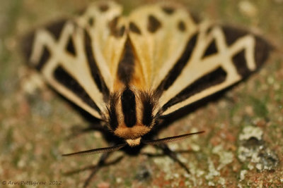 Tiger-Moth-(Apentesis-sp.)---12-Sept-2012---_0075.jpg