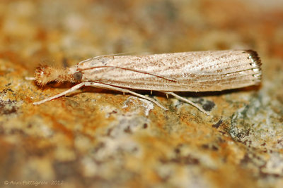 Vagabond Crambus--0064.jpg