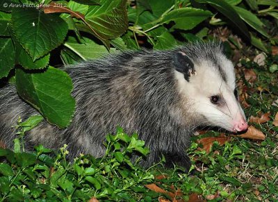 Opossum - 0092.jpg