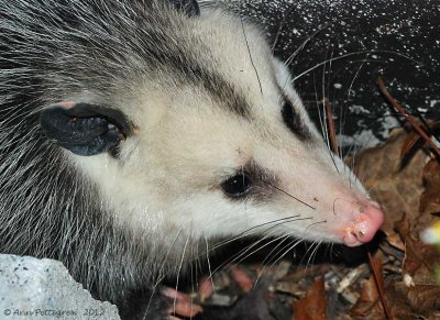 Opossum - 0096.jpg