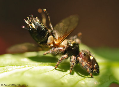 Bold Jumper with Fly